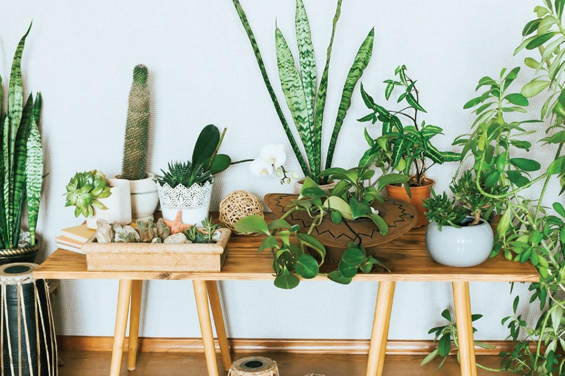 Top 5 Spots to Add Greenery Without Sunlight