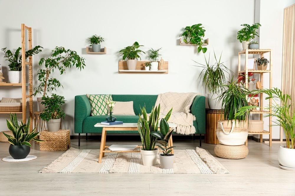 Zero Maintenance Greenery: Perfect for Your house