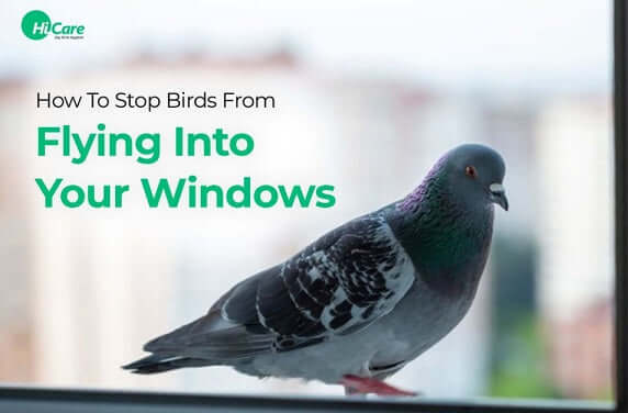 How to Stop Birds from Flying into Glass Windows Practical Tips and Solutions